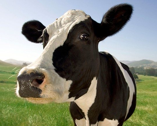 holstein cow